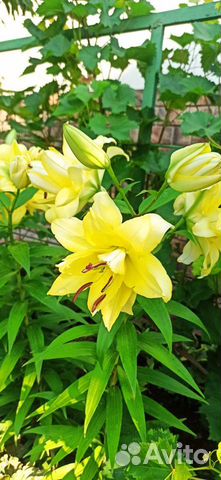 Лилии Экзотик Сан от-гибрид