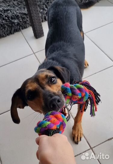 Передержка животных