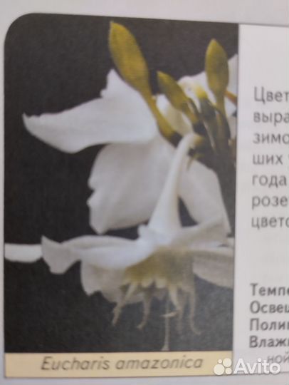 Эухарис амазонская лилия