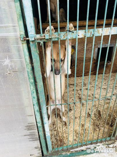 Собаки из приюта некрасовка