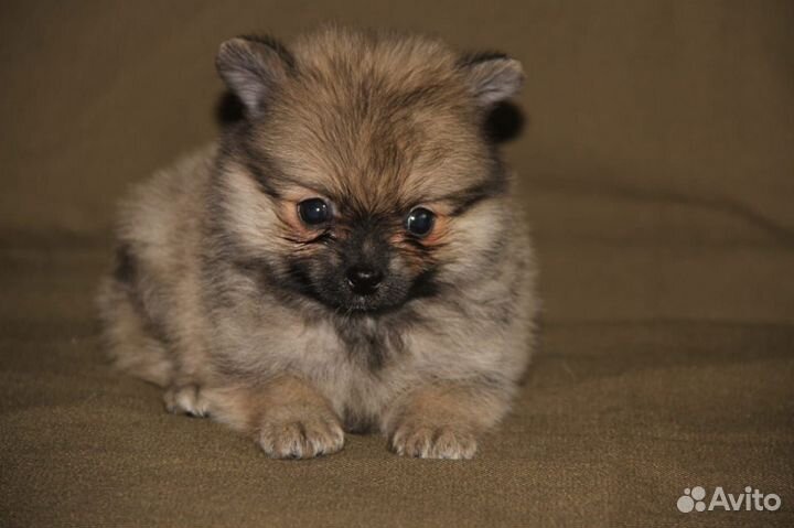 Мальчики и девочка