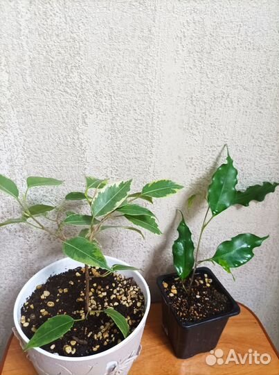 Папоротник, сингониум, плющи и др