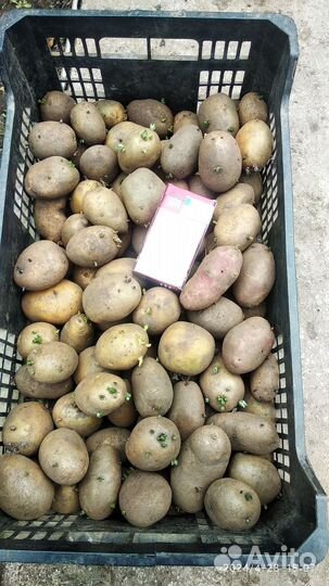 Семенной картофель жёлтый, пищевой