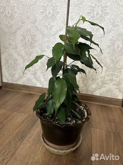 Фикус