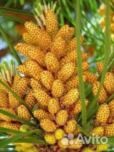 Сосновая пыльца