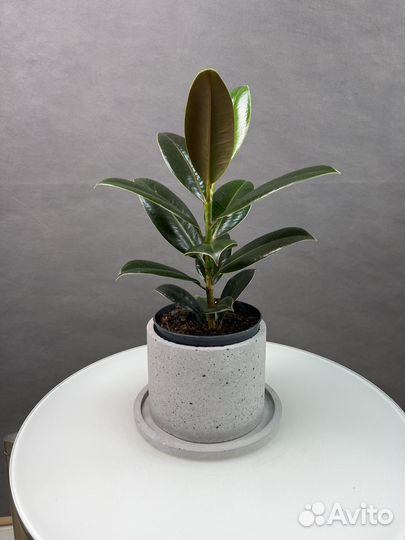 Фикус эластика робуста