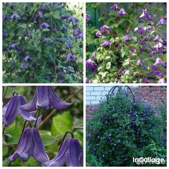 Клематис колокольчиковый