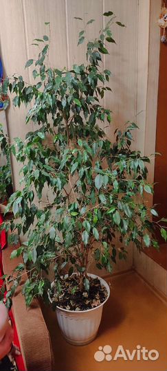 Фикус Бенджамина