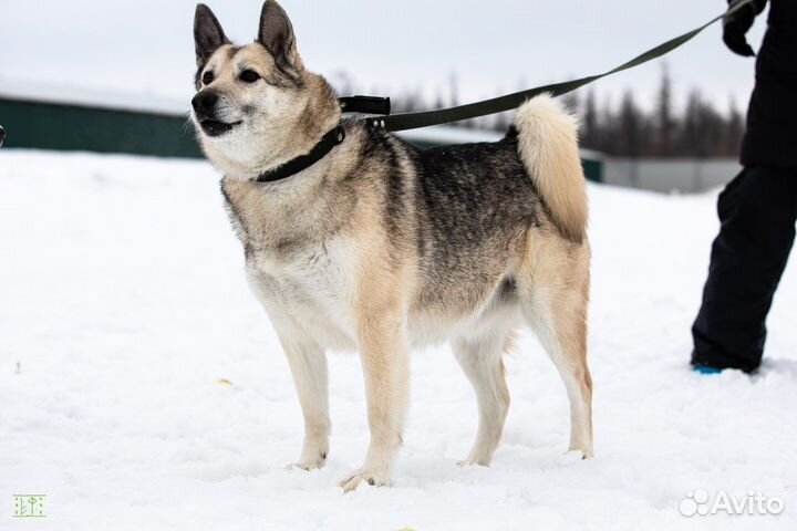 Собака ищет добрые и заботливые руки