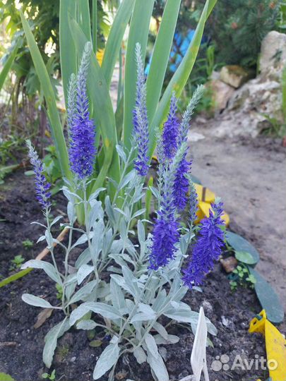 Цветы садовые разные