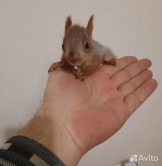 Ручные белки