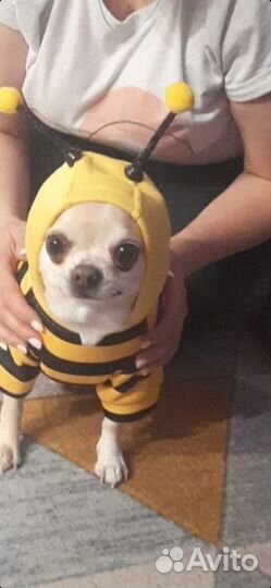 Одежда для маленьких собак