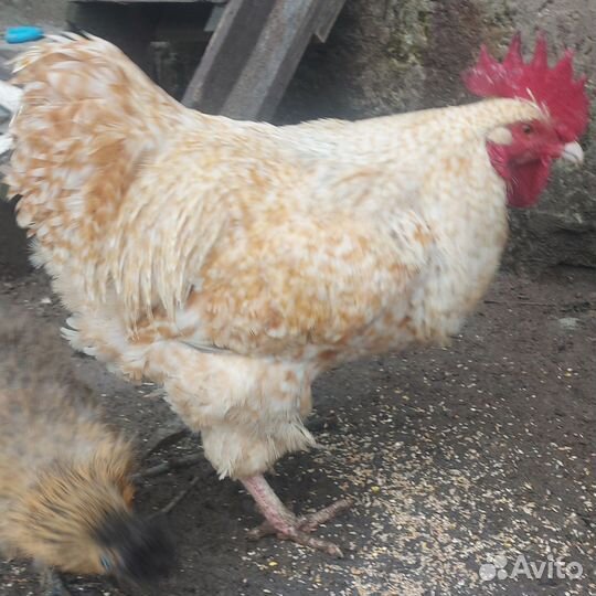 Петух китайский шелковый и Нидерхайнер