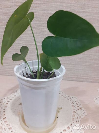 Комнатные цветы антуриум