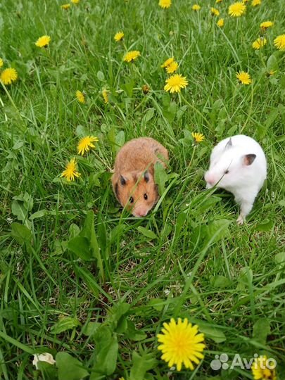 Серийские хомяки с клеткой