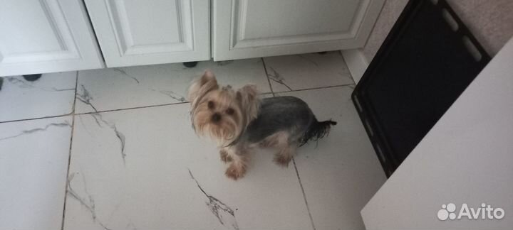 Йоркширский терьер