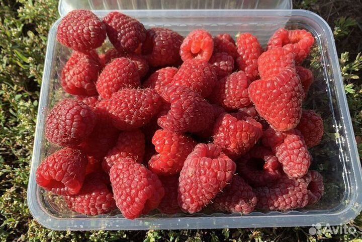 Саженцы Малины Феномен