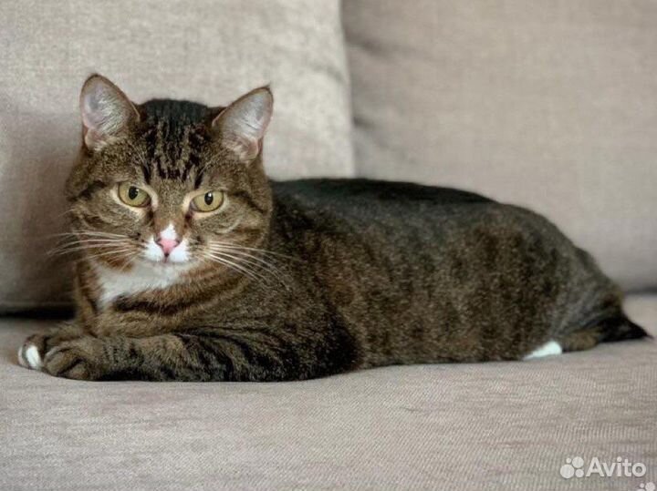 Кошка Агуша в добрые руки