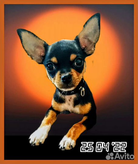 Вязка кобель чихуахуа