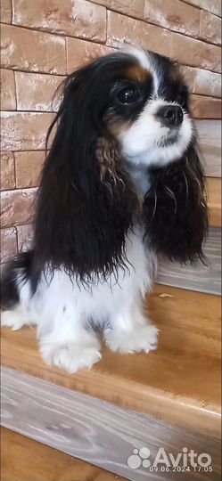 Кавалер Кинг чарльз спаниель