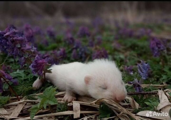 Хорек. Норка. Соболь. Ласка. Доставка