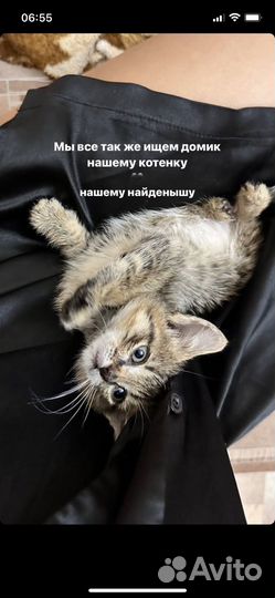 Котята в добрые руки даром бесплатно