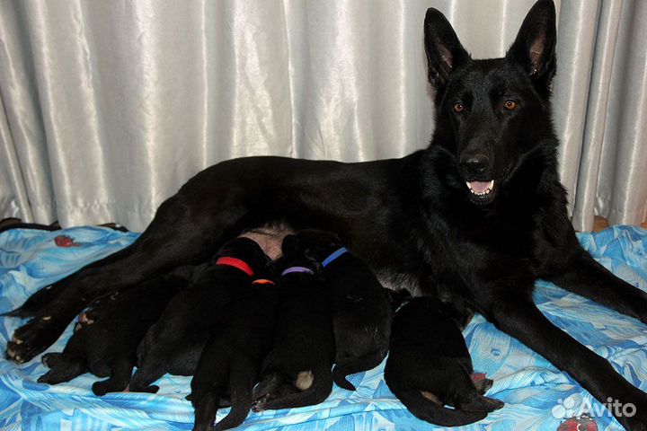 Черные рабочие немецкие овчарки- крепкие щенки