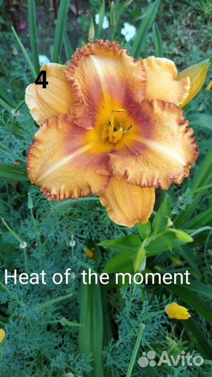 Лилейники сортовые