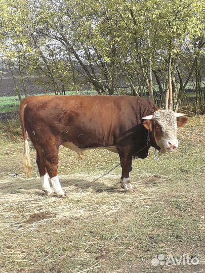 Быки на племя