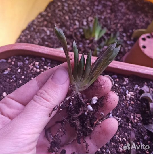 Хавортия трунката гибрид