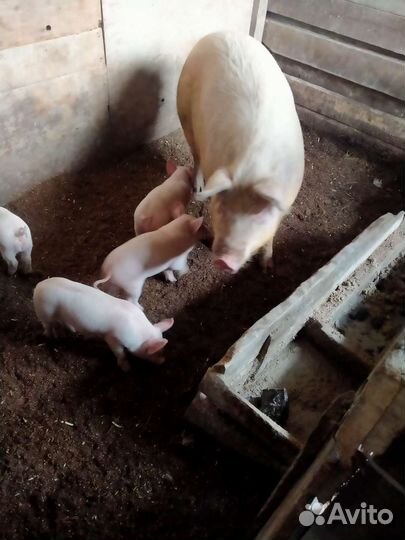Поросенок ландрас