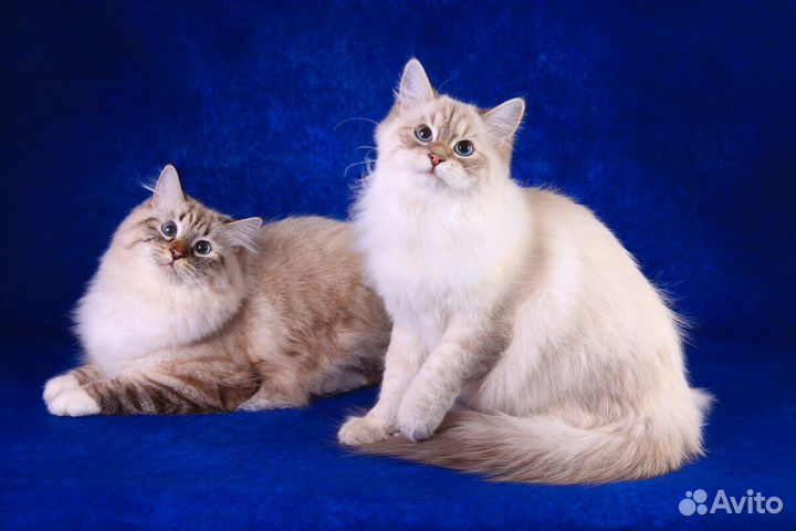 Эксклюзивные сибиряки