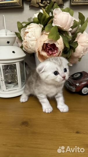 Шотландские вислоухие котята