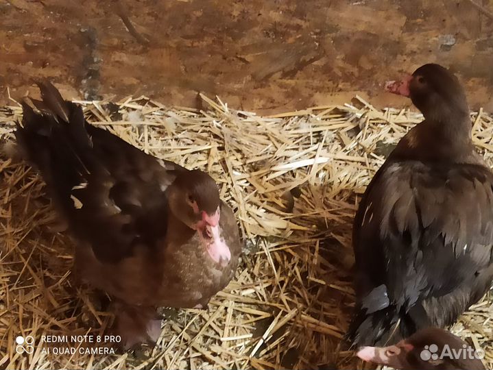 Индоутки тяжелой линии Шоколад