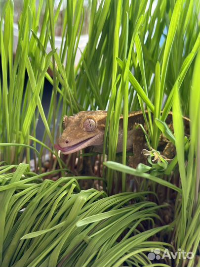 Бананоеды Гекконы