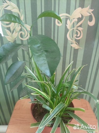 Хлорофитум вариегатный