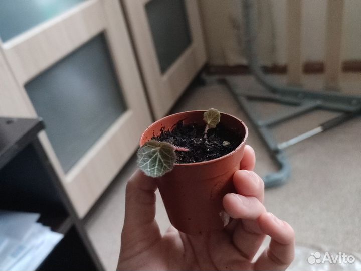 Камнеломка