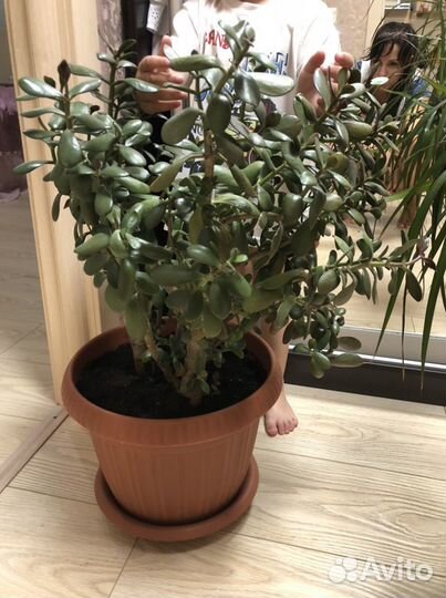 Толстянка денежное дерево