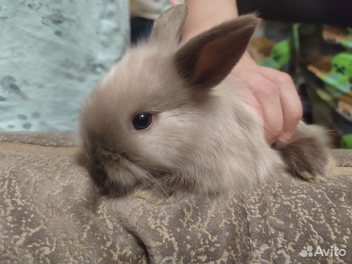 Декоративные Крольчата львиноголовые