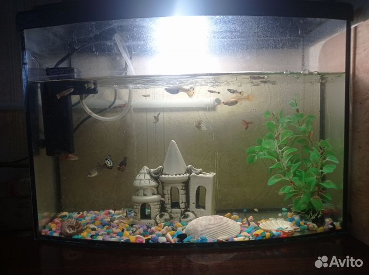 Аквариум