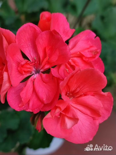 Пеларгония герань