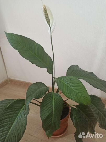 Спатифиллум