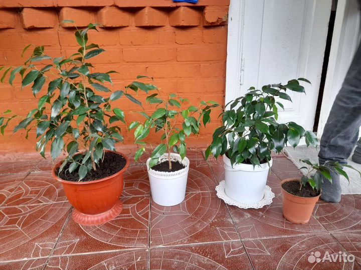 Фикус бенджамина