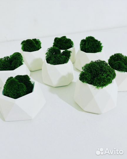 Горшочки со стабилизированным мхом