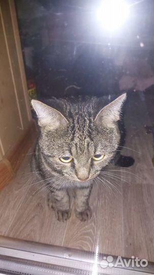 Кот ищет дом