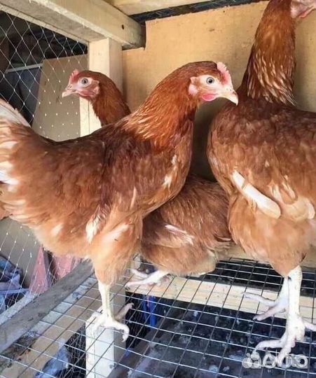 Куры хайсек с яйцом