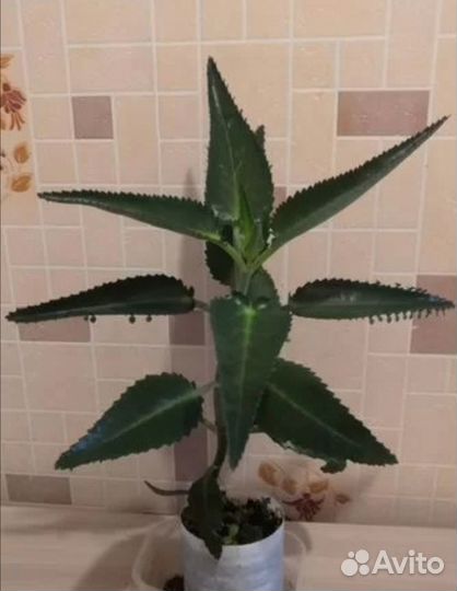 Алоэ, каланхоэ лечебное, золотой ус