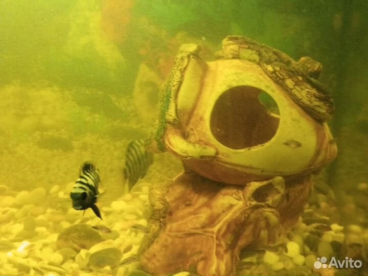 Рыбки цихлиды