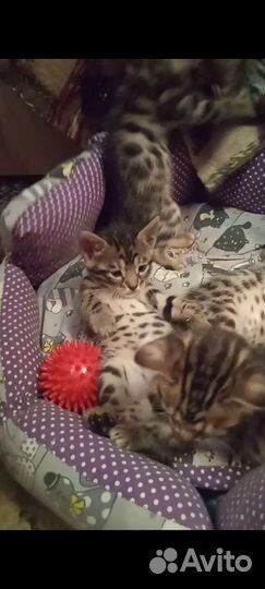 Бенгальская