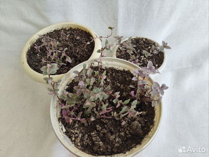 Кислица (оксалис)